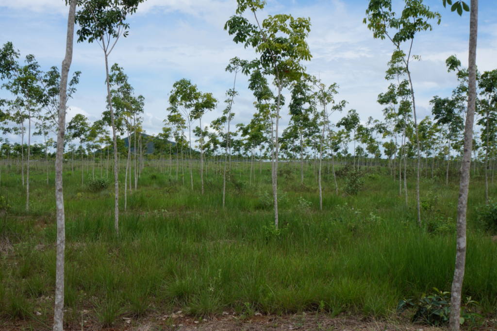 Der Tag des Holzes – World Wood Day 2019